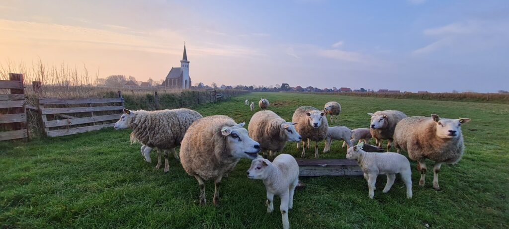 Schapen met op de achtergrond het kerkje van Den Hoorn