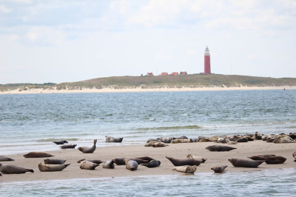 Zeehonden met op de achtergrond de vuurtoren
