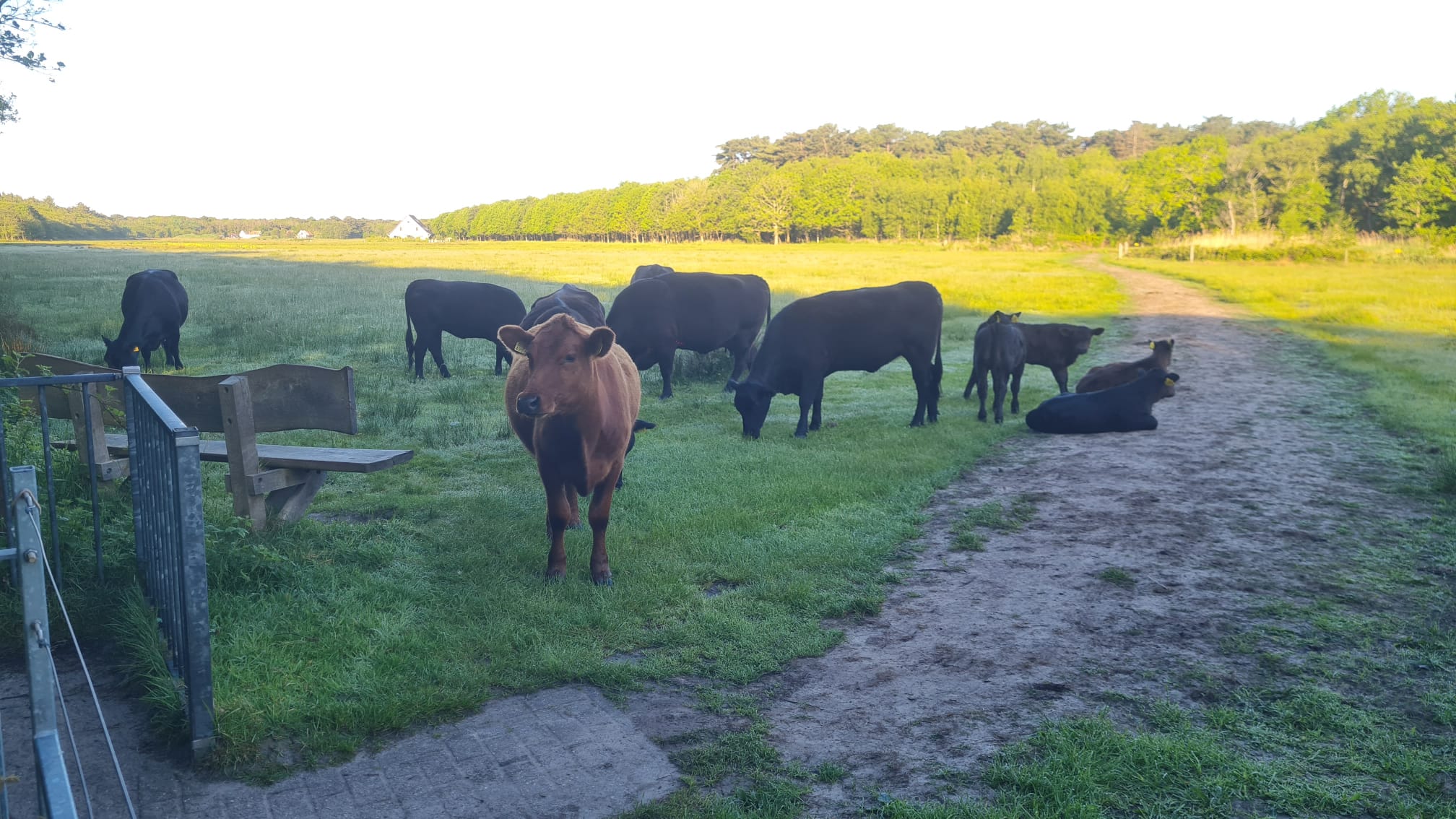 De Bleekerij met Black Angus koeien