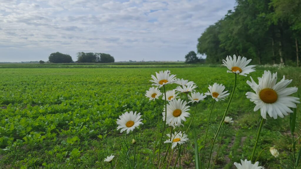 Veld met margrieten