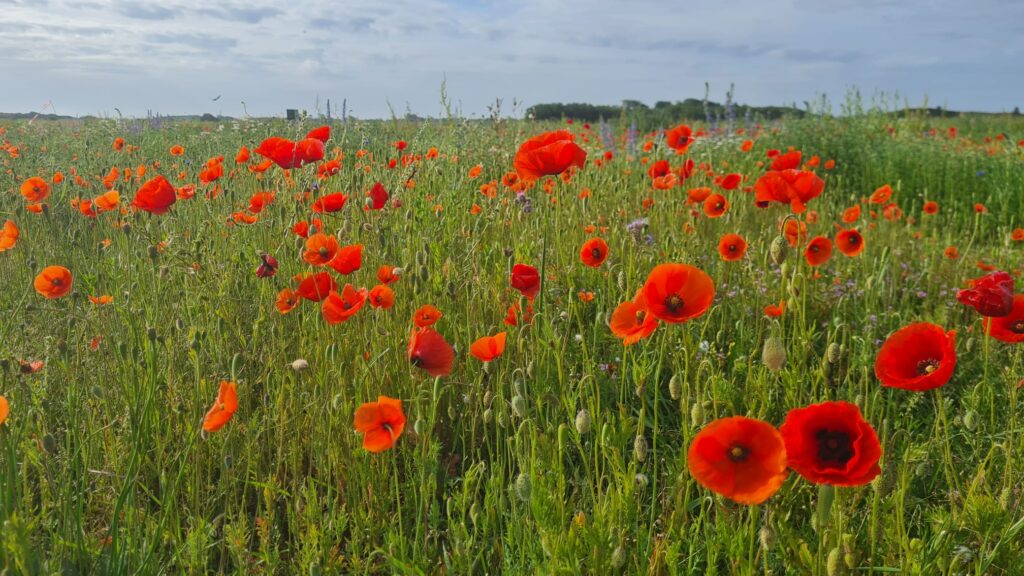 Veld met papavers